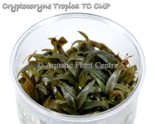 Cryptocoryne Tropica TC CUP